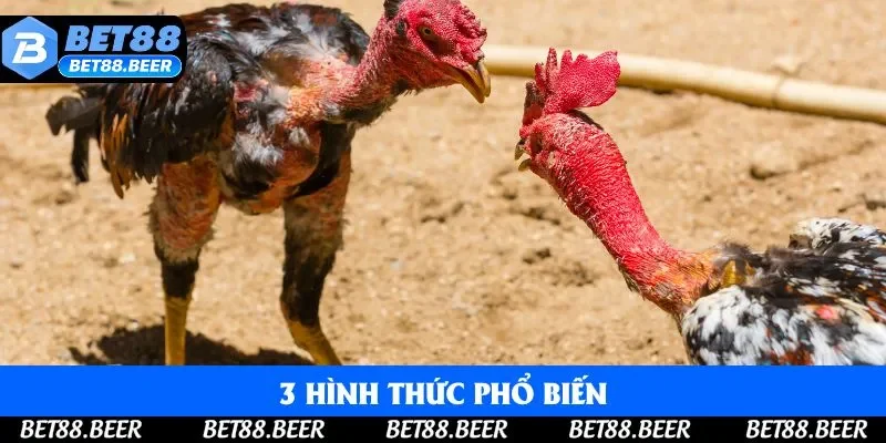 3 hình thức phổ biến được nhiều thành viên yêu thích, lựa chọn hàng đầu